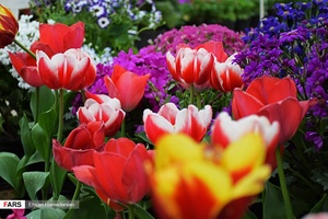 گل‌های بهاری مهمان‌خانه اصفهانی‌ها