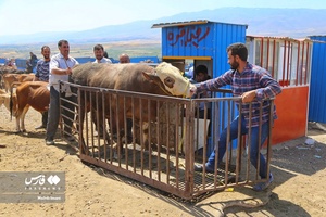 میدان دواب اهر در آستانه عید سعید قربان