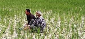 خشک سالی خشک شدن اراضی کشاورزی. شالیزارها در مازندران. آمل