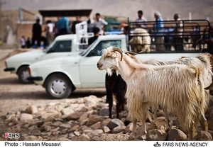 بازار خرید و فروش دام در آبدانان