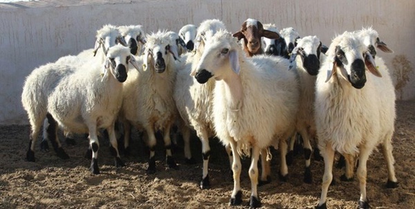 دام
