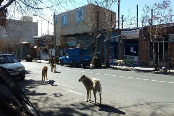 سگ ولگرد