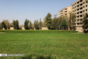 برنج‌کاری در شهر اصفهان