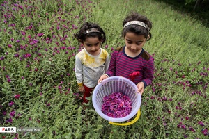برداشت گل گاو زبان در گیلان