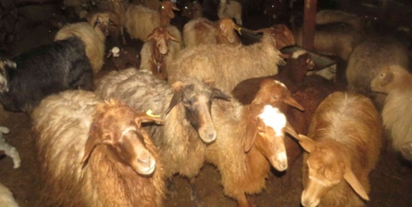 دامداری سوادکوه