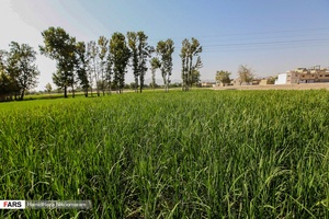 برنج‌کاری در شهر اصفهان