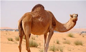 شتر