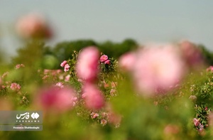 برداشت گل محمدی از مزارع قم