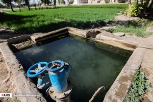 برنج‌کاری در شهر اصفهان