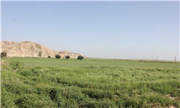 مزارع کشاورزی رامهرمز