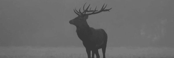 تصویر سربرگ نمایه‌ی ‌IR‌