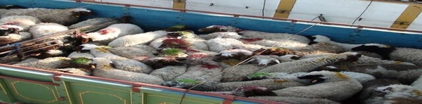 سرقت احشام