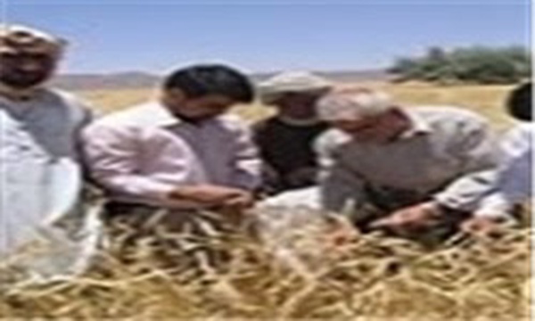 سایت الگویی کشاورزی در زاهدان