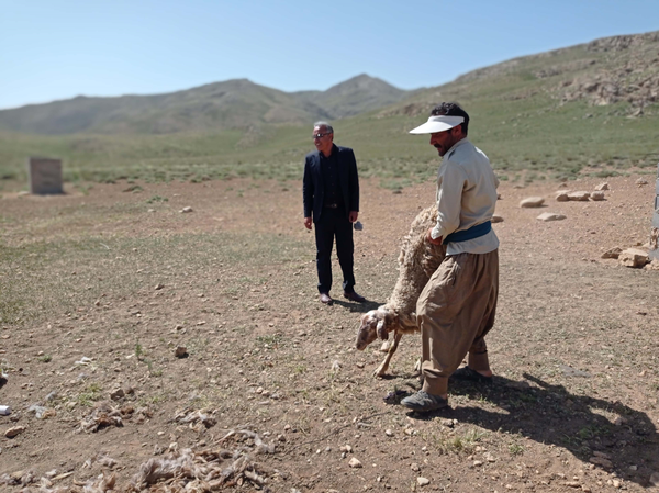 پشم چینی گوسفندان