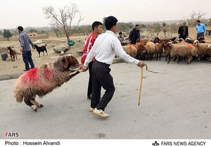 فروش دام به مناسبت عید قربان در همدان