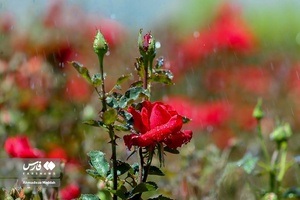 اردیبهشت در باغ گل های شیراز