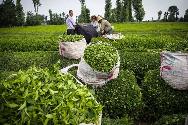 برداشت چای