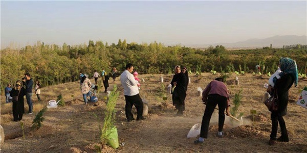 کاشت درخت تولد