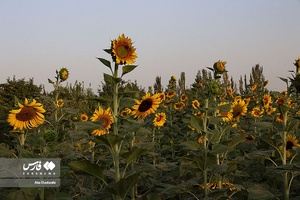 خوی شهر آفتابگردان ها