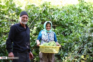 جمع کردن انگور از میان درختان تاک