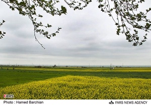 مزرعه دانه های روغنی کلزا در استان گلستان