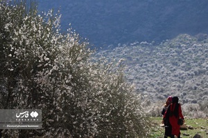 روستای الیف در شهر کمارج کازرون