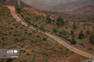 پارک جنگلی آرپادره سی