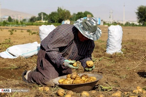 برداشت سیب‌زمینی که از اوایل تیرماه در استان همدان آغاز شده است.