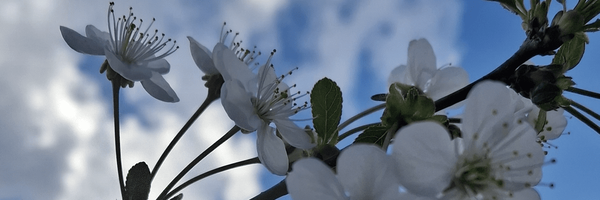 تصویر سربرگ نمایه‌ی ‌سمانه سعید‌
