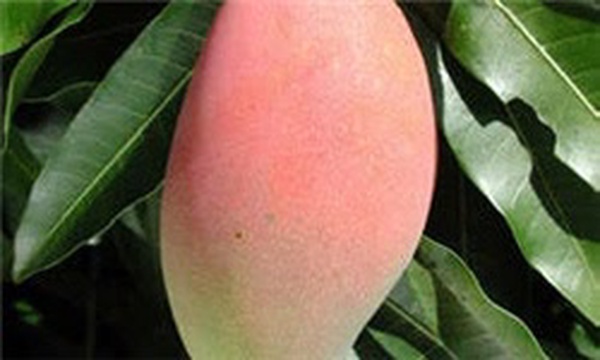 انبه پاکستان