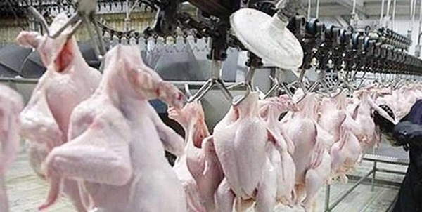 کشتار مرغ