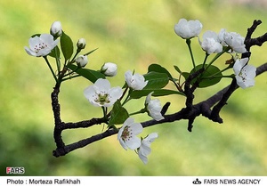شکوفه‌های بهاری در آستانه اشرفیه