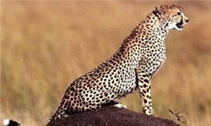 یوزپلنگ آسیایی
