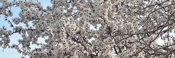 تصویر سربرگ نمایه‌ی ‌Mohsen‌