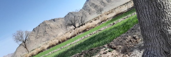 تصویر سربرگ نمایه‌ی ‌محمد قاسمی‌