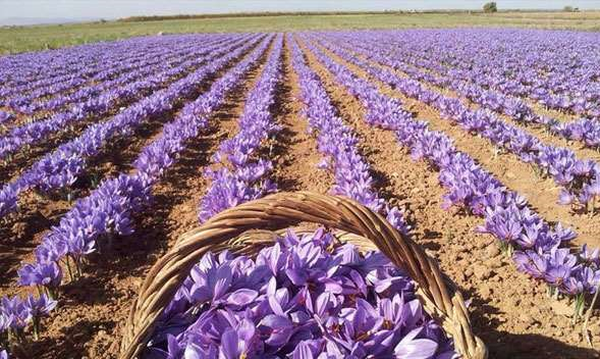 زعفران