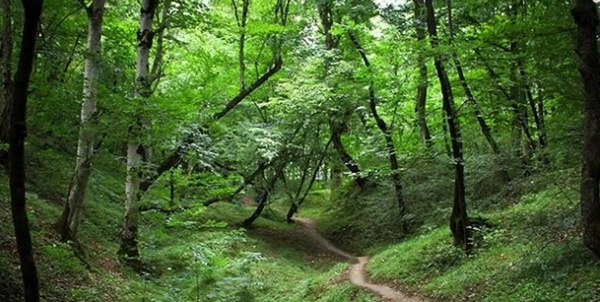 پارک جنگلی