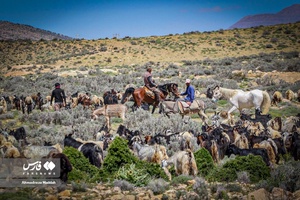 کوچ بهاره «عشایر فارس»