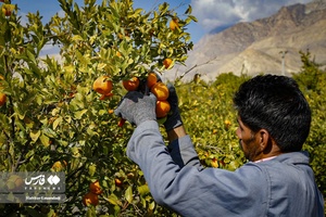 نارنگیِ  «سیاهو» 