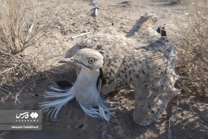 تله زنده‌گیری هوبره در زیرکوه خراسان جنوبی