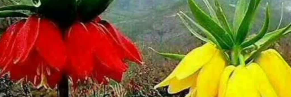 تصویر سربرگ نمایه‌ی ‌مظاهر علیخانی‌