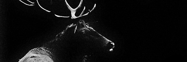 تصویر سربرگ نمایه‌ی ‌TheReal Deer‌