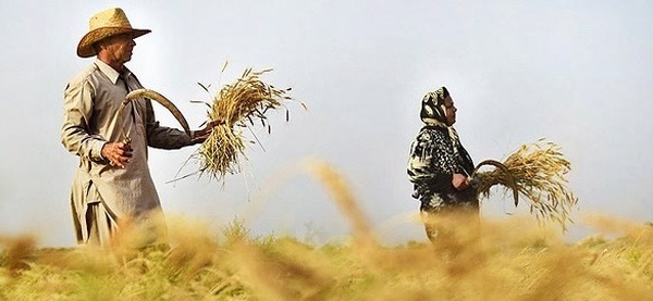 گندم، زراعت، کشاورزی