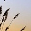 تصویر نمایه‌ی ‌آسمان‌