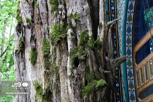 1000 سال همنشینی