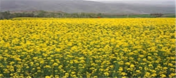 کاشت کلزا