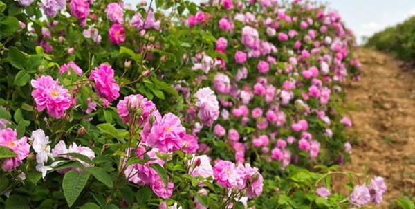 گل محمدی