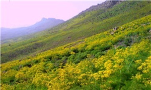 منابع طبیعی دهدشت