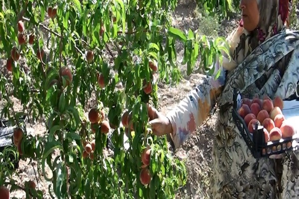 مشکل باغداران 