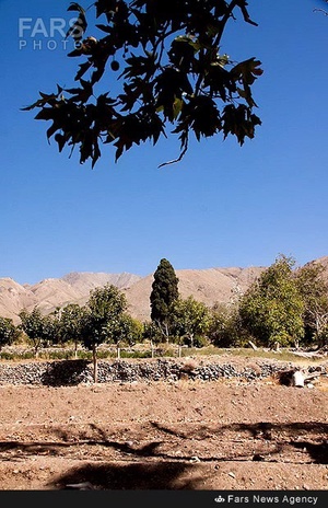 سرو تاریخی بیزه در سبزوار